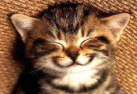 smiling-kitten