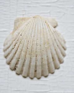 shell