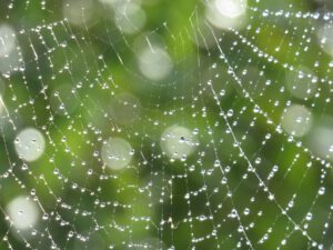 spider web 2